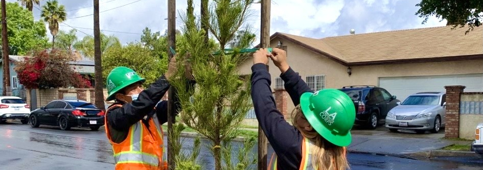 Narrative_Profiles_LACC-tree-planting