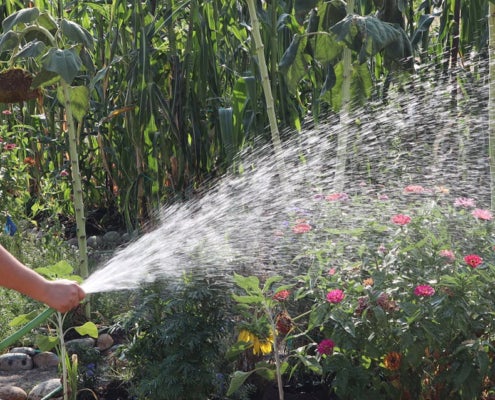 Member of the Yo’Ville Community Garden waters corn and flowers in 2020.