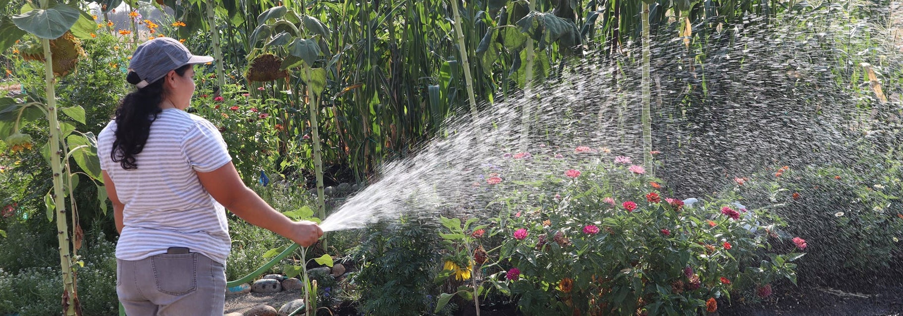 Member of the Yo’Ville Community Garden waters corn and flowers in 2020.